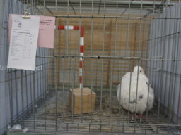 XIV Concurso Exposición de Palomas de Raza en Mula 2024